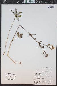 Potentilla pulcherrima image