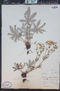 Potentilla pulcherrima image