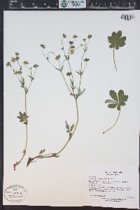 Potentilla pulcherrima image