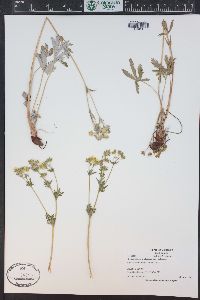 Potentilla pulcherrima image