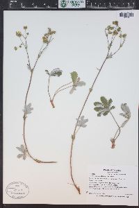 Potentilla pulcherrima image