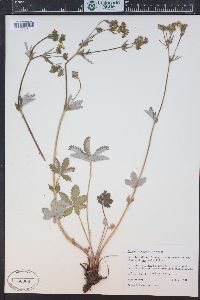 Potentilla pulcherrima image