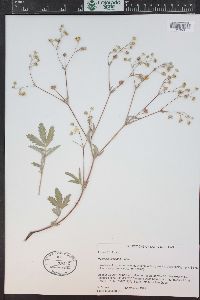 Potentilla hippiana image