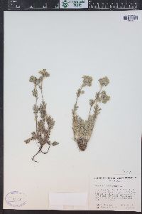 Potentilla pensylvanica image