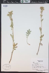 Potentilla pensylvanica image