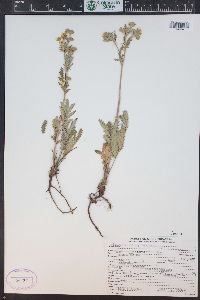 Potentilla pensylvanica image