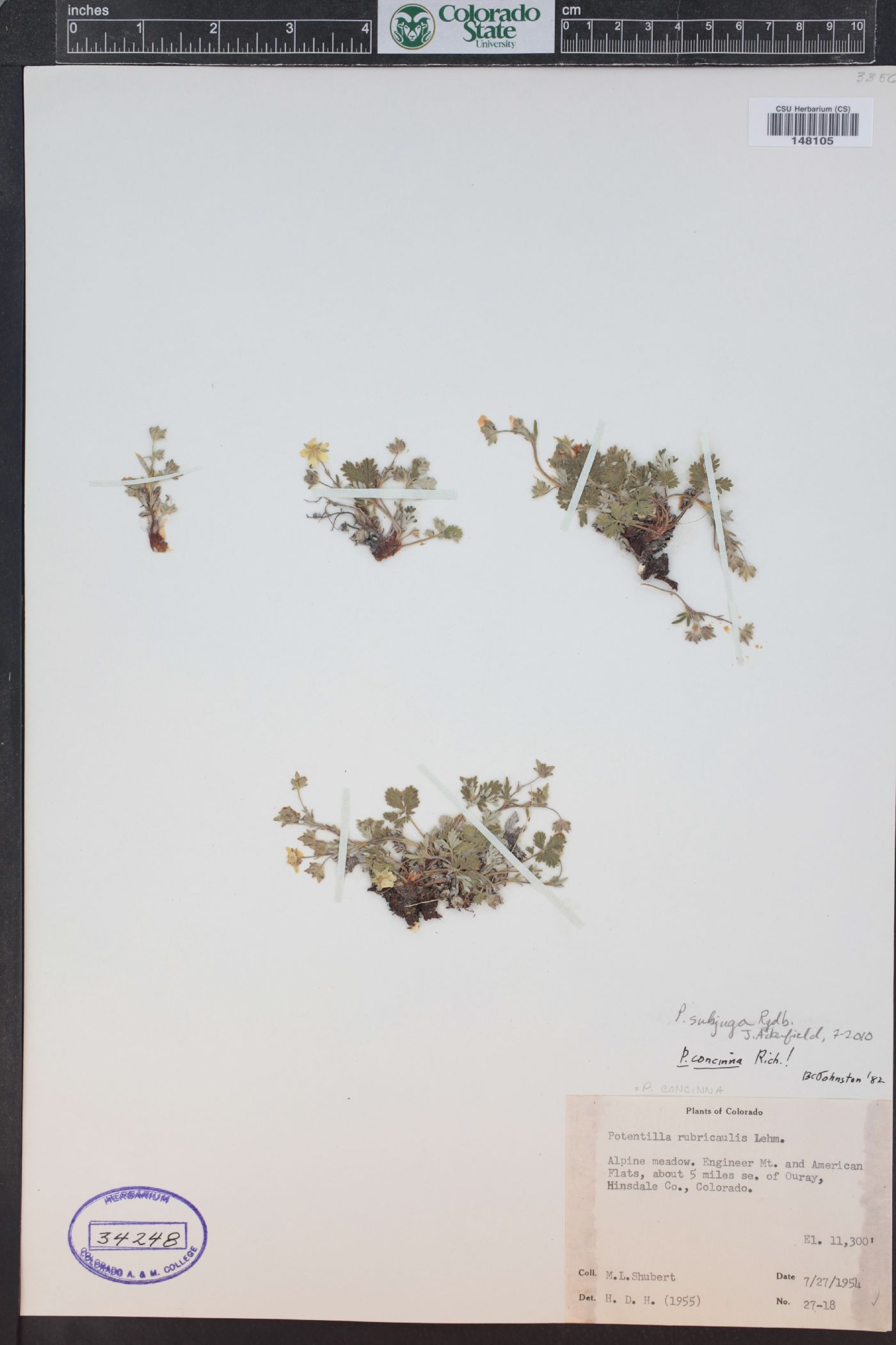 Potentilla subjuga image