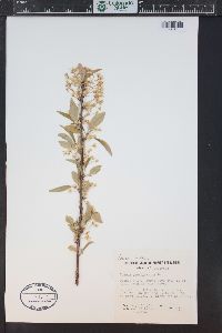 Prunus pensylvanica image