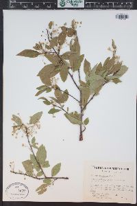 Prunus pensylvanica image