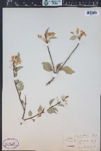 Prunus pensylvanica image