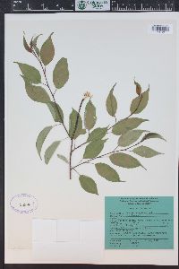 Prunus pensylvanica image