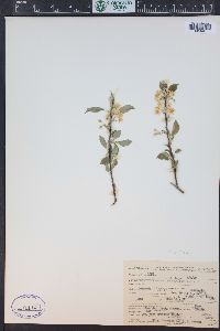 Prunus pensylvanica image