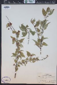 Prunus pensylvanica image