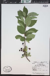 Prunus virginiana var. demissa image