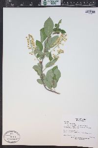 Prunus virginiana var. demissa image