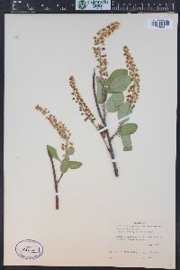 Prunus virginiana var. demissa image