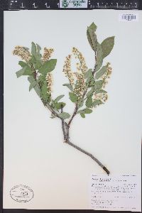 Prunus virginiana var. demissa image