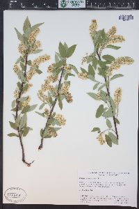 Prunus virginiana var. demissa image