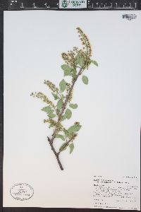 Prunus virginiana var. demissa image