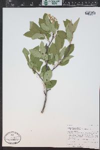 Prunus virginiana var. demissa image