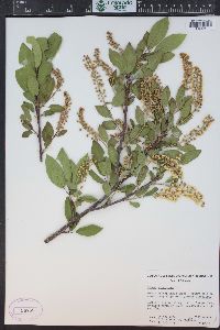 Prunus virginiana var. demissa image