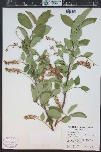 Prunus virginiana var. demissa image