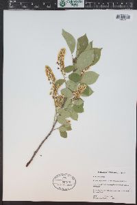 Prunus virginiana var. demissa image