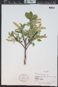 Prunus virginiana var. demissa image