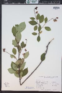 Prunus virginiana var. demissa image