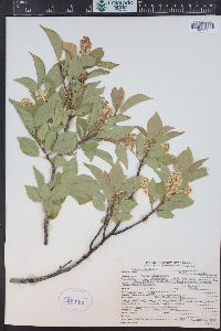 Prunus virginiana var. demissa image