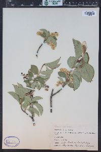 Prunus virginiana var. demissa image