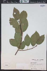 Prunus virginiana var. demissa image