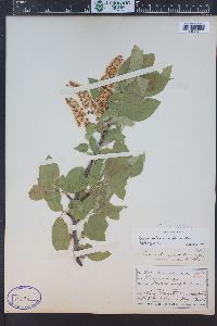 Prunus virginiana var. demissa image