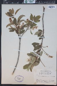 Prunus virginiana var. demissa image