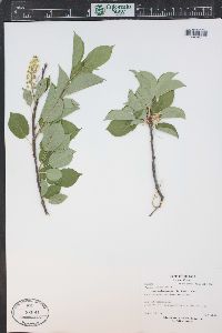 Prunus virginiana var. demissa image