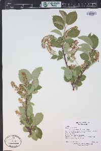 Prunus virginiana var. demissa image