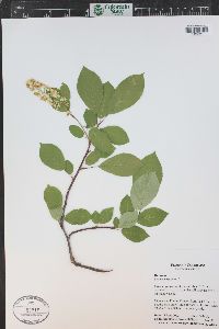 Prunus virginiana var. demissa image