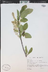 Prunus virginiana var. demissa image