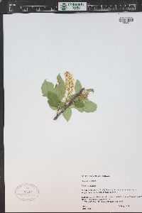 Prunus virginiana var. demissa image