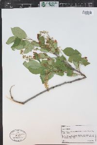Prunus virginiana var. demissa image