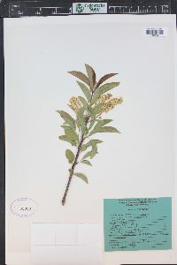 Prunus virginiana var. demissa image