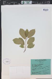 Prunus virginiana var. demissa image