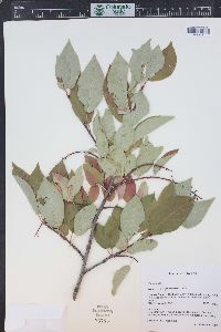 Prunus virginiana var. demissa image