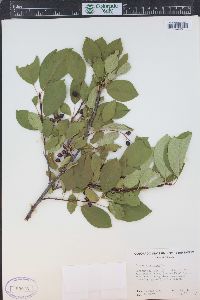 Prunus virginiana var. demissa image