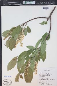 Prunus virginiana var. demissa image