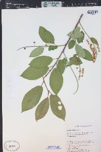 Prunus virginiana var. demissa image