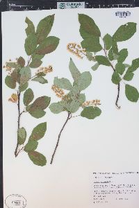 Prunus virginiana var. demissa image