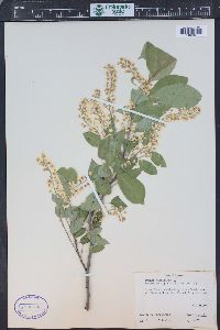 Prunus virginiana var. demissa image