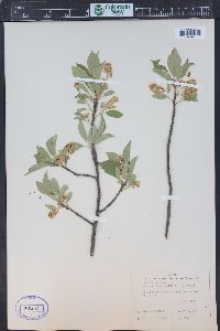 Prunus virginiana var. demissa image