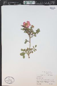 Rosa acicularis subsp. sayi image